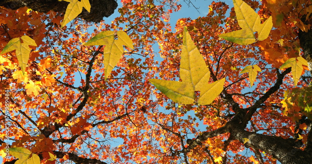 Fototapeta premium Image of autumn leaves falling against low angle view of trees and blue sky