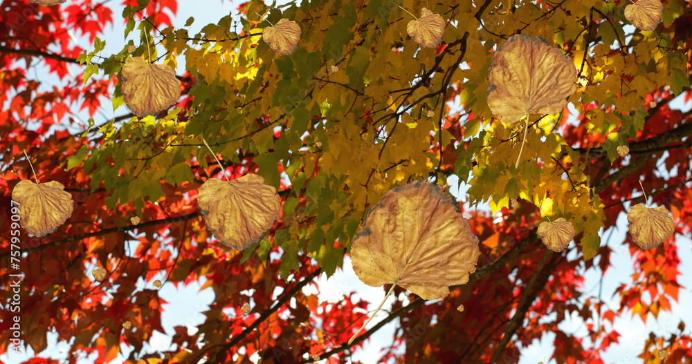 Obraz premium Image of autumn leaves falling against view of trees and sky