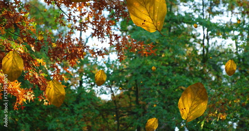 Image of autumn leaves falling against low angle view of trees and sky