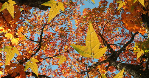 Image of autumn leaves falling against low angle view of trees and blue sky