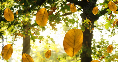 Image of autumn leaves falling against view of sun shining through the trees