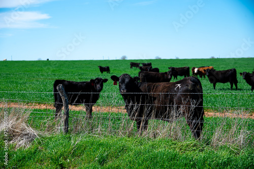 Canvas-taulu Group of black Angus cattle cows standing grazing green grass with ear tags behi