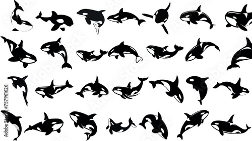 Orca clipart vector illustration, killer whale orca silhouette in various poses, black orca vector isolated on white, Perfect for marine life enthusiasts, educational materials, and ocean designs