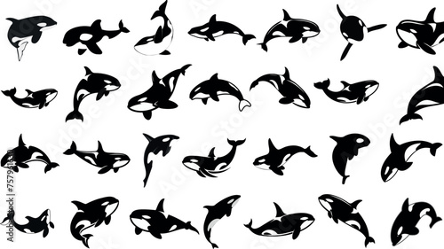 Dynamic orca silhouette, black orca vector shapes isolated on white, depicting marine life in action, perfect orca set for ocean themed artwork, educational materials, and graphic design © Arafat