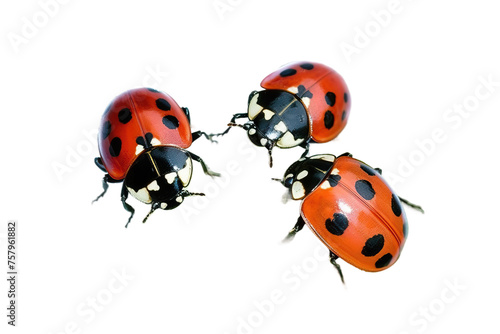 ladybugs © akk png