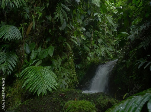Deep tropical jungles of Southeast Asian in august. Adventure travel.