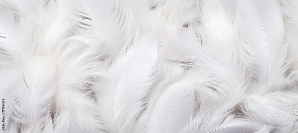 White feathers background White feathers background
