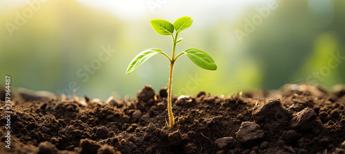 Young sprout growing in the soil
