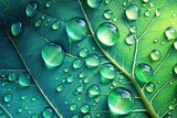 Large beautiful drops of transparent rain water on a green leaf macro.