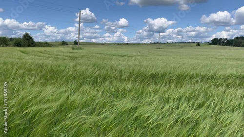 Field with wheat, wind blowing, blue sky with beautiful clouds