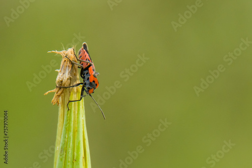 Black-and-red-bug, Lygaeus equestris photo