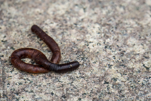 Dead earthworm on the dry floor, outdoor.