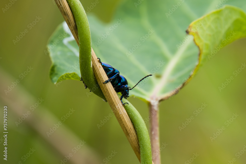 Blue milkweed perched on grass and leaves