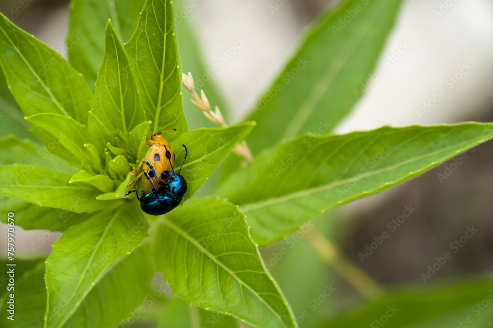 Blue milkweed beetle mating with ladybug Blue milkweed beetle mating with ladybug
