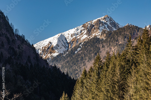 vista in primo piano  su un ambiente di montagne nel nord italia, con varie antiche e grandi foreste di conifere e sulle cime innevate, sotto un cielo sereno, di mattina, in inverno photo