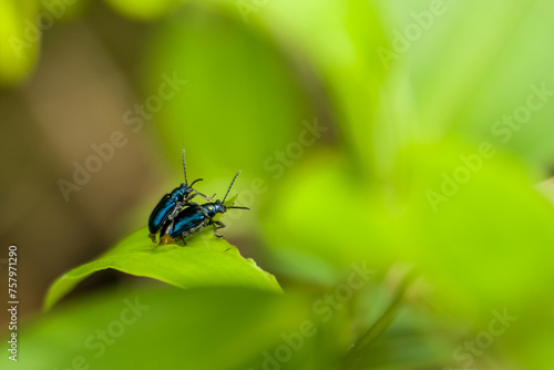 Close-up two Blue Milkweed Beetles (Chrysochus pulcher) Mating on green leaf. photo