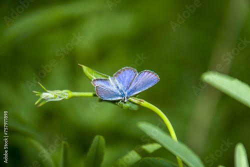 Diminutive Eastern Tailed Blue butterfly resting on a blade of grass against summer green background © yashis007