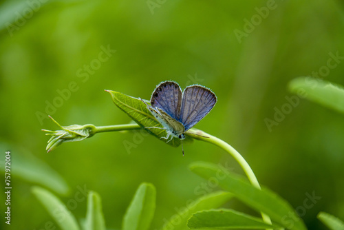 Diminutive Eastern Tailed Blue butterfly resting on a blade of grass against summer green background