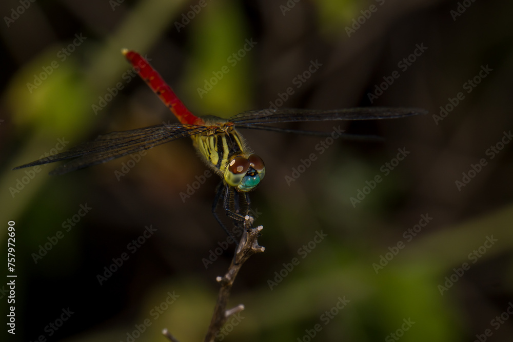 Sympetrum frequens dragonfly perched on a dry flower Sympetrum frequens dragonfly perched on a dry flower