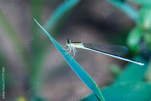 Nehalennia irene / Sedge Sprite photo