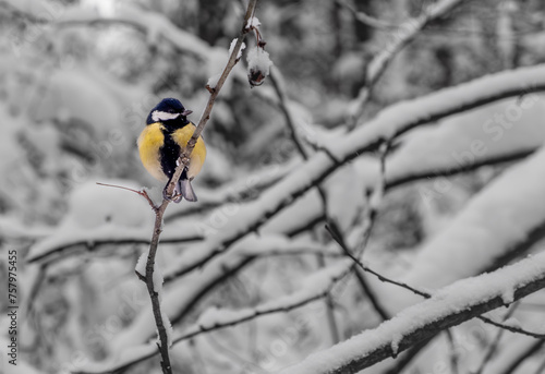 A tit on a tree branch in the forest in winter.