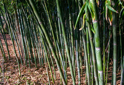 Thickets of bamboo in the suburbs of New Jersey, USA