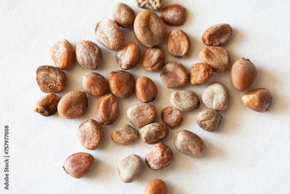Close-up view of red radish seeds on white background. Growing fresh organic vegetables concept. White paper backdrop. Spring gardening. Macro, flat lay, top view Close-up view of red radish seeds on white background. Growing fresh organic vegetables concept. White paper backdrop. Spring gardening. Macro, flat lay, top view