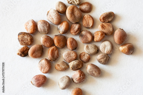 Close-up view of red radish seeds on white background. Growing fresh organic vegetables concept. White paper backdrop. Spring gardening. Macro, flat lay, top view