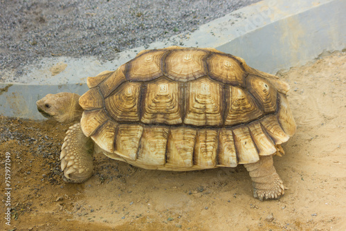 African spurred tortoise is walking slowly on the dry pond