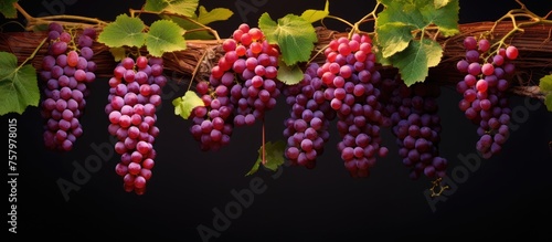 Wallpaper Mural Vibrant Harvest: Fresh Bunch of Red Grapes on Vine with Lush Green Leaves Torontodigital.ca