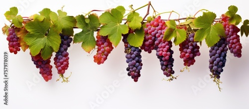 Wallpaper Mural Juicy Grapes Hanging from Vibrant Green Vine in Lush Vineyard Setting Torontodigital.ca