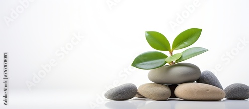 Resilient Plant Sprouting from a Heap of Stones in a Symbolic Display of Strength and Growth