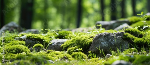 Serenity of Tranquil Forest Scene with Lush Moss Blanketing Rocks and Trees