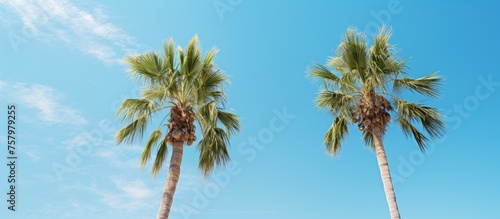 Tropical Paradise: Vibrant Palms Under Blue Sky in Exotic Island Destination