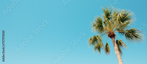 Vibrant Palm Tree Reaching for Clear Blue Skies - Tropical Paradise Summer Escape