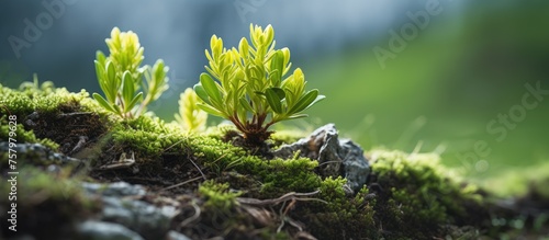 Vibrant small plant emerging from lush green moss in a serene natural setting