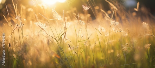 Radiant Sunlight Filtering Through Lush Field of Vibrant Green Grass