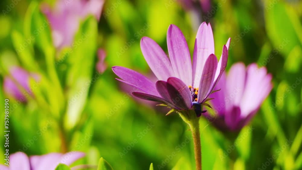 Osteospermum ecklonis, Blue-and-white Daisybush Osteospermum ecklonis, Blue-and-white Daisybush