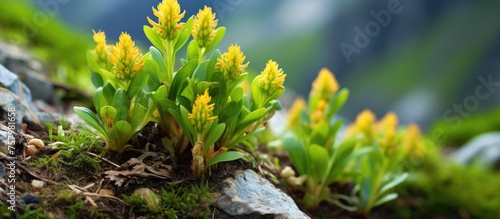Vibrant Small Yellow Wildflower Emerging From Fresh Earth in Nature