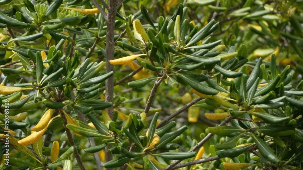 Pittosporum tobira is sweet-smelling flowering plant in pittosporum family Pittosporaceae known by several common names, including Australian laurel, Japanese pittosporum, mock orange and cheesewood. Pittosporum tobira is sweet-smelling flowering plant in pittosporum family Pittosporaceae known by several common names, including Australian laurel, Japanese pittosporum, mock orange and cheesewood.