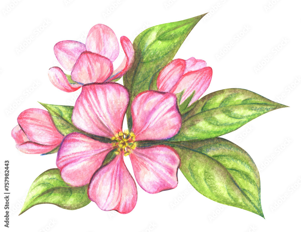 Branch blossoming apple tree watercolor. Beautiful flowers. Natural spring season flowering plants. Hand drawn botanical illustration on white background. Branch blossoming apple tree watercolor. Beautiful flowers. Natural spring season flowering plants. Hand drawn botanical illustration on white background.