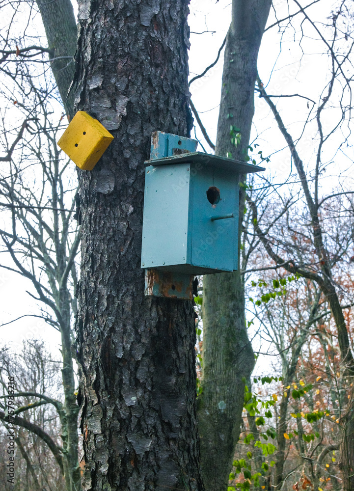 Bird house (birdhouse) on an old tree in the forest in the suburbs of New Jersey, USA
