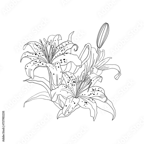 Freehand illustration of a bouquet of tiger lilies isolated on a white background. Blank for designers, elements, logo, icon, wedding