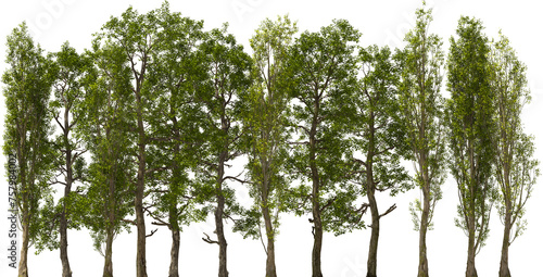 poplar trees treeline hq arch viz cutout plants photo