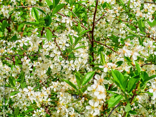 soft-focus. white Prunus mahaleb, mahaleb cherry, St Lucie cherry close-up in a green garden on a beautiful sunny spring day. background for designers, artists, computer desktop photo