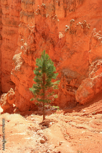 Single tree growing among the hoodoos, Bryce Canyon Utah USA