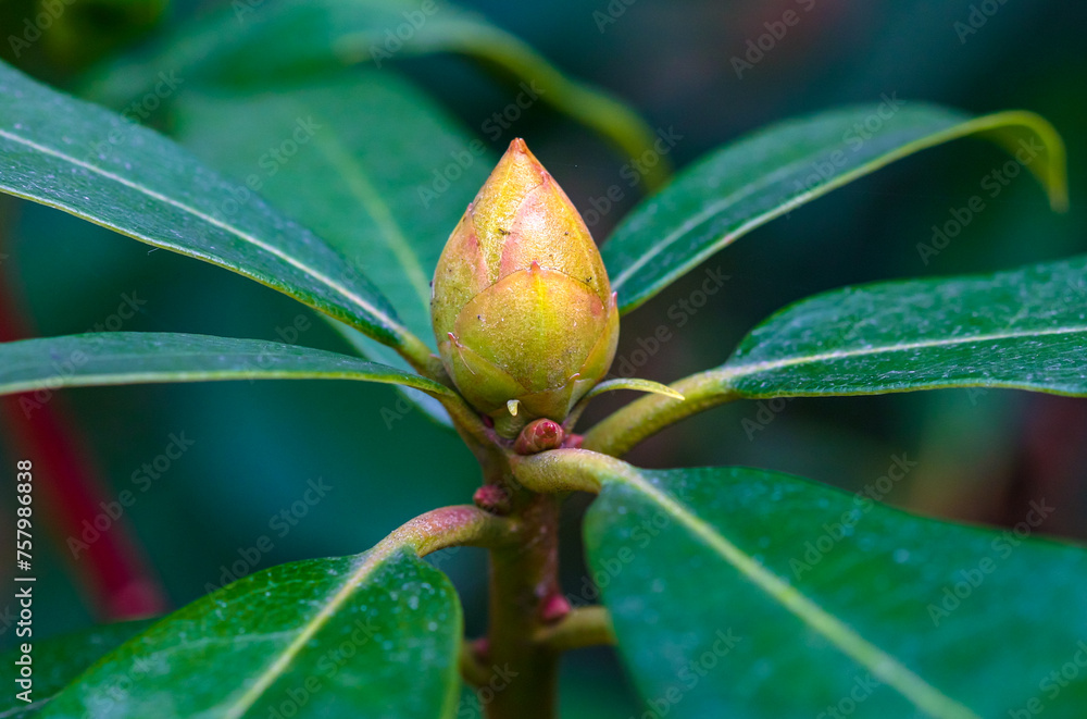 Unopened Flower on a Tree, Flower Bud Between Green Leaves Unopened Flower on a Tree, Flower Bud Between Green Leaves