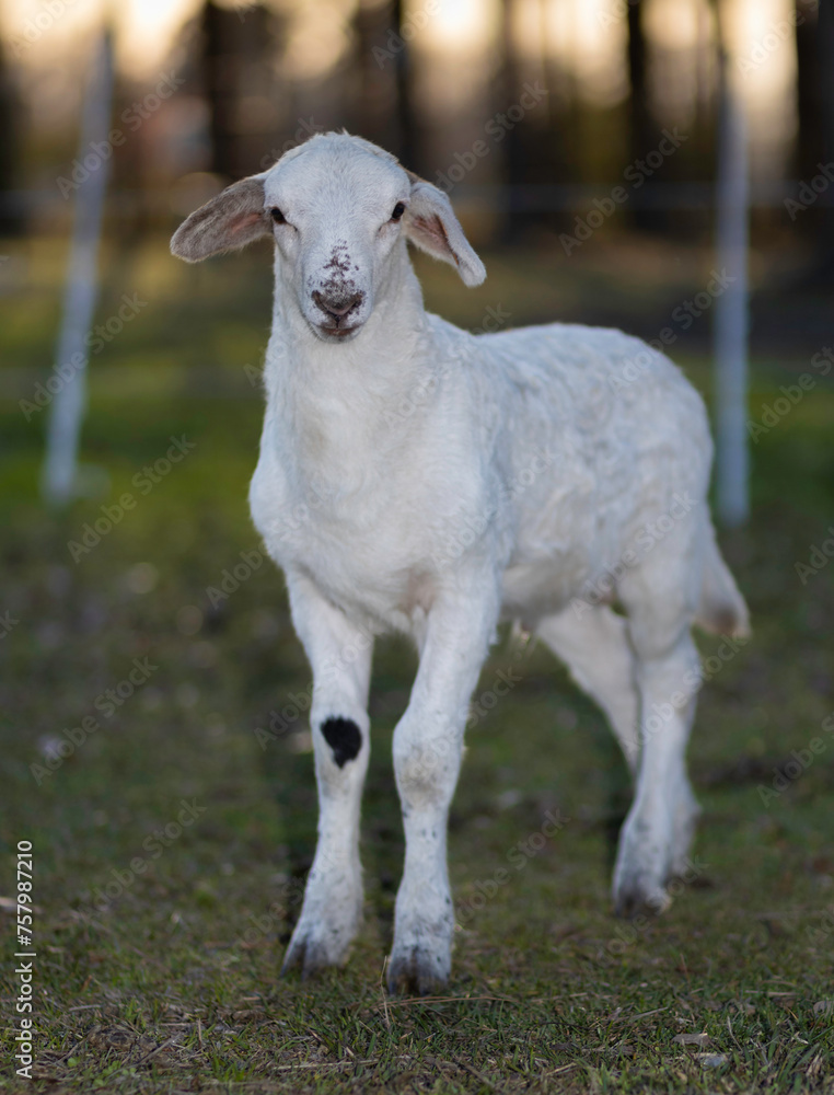 Sheep lamb on a grassy field with the sun low Sheep lamb on a grassy field with the sun low