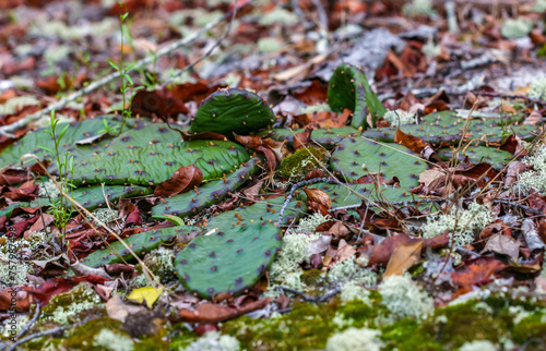 Prickly Pear (Opuntia humifusa) - frost-resistant type of cactus, creeping along the ground