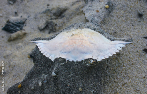 Carapace of a crab on the sand after a strong wind on the ocean shore in New Jersey, USA photo